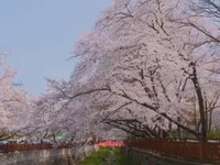 Những điểm ngắm hoa anh đào đầu mùa tại Hàn Quốc