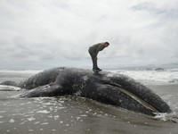 Cá voi xám chết hàng loạt tại California, Mỹ