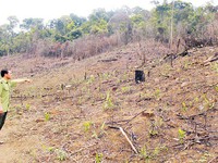 Vì sao hàng nghìn cây thông tại Lâm Đồng bị đầu độc?