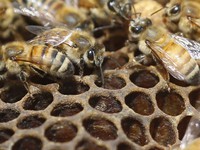 Dự án nuôi ong lấy mật trong nhà tù Đức
