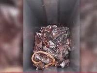 Cá nhà táng chết dạt trên đảo Italy, bụng chứa đầy rác nhựa