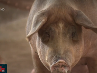 Liên tiếp phát hiện nhiều ổ dịch tả lợn châu Phi tại ĐBSCL