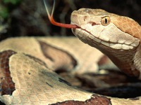 200 người thiệt mạng mỗi ngày do bị rắn độc cắn trên toàn thế giới