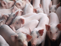 Thêm tỉnh Đồng Tháp công bố dịch tả lợn châu Phi