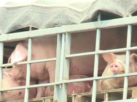 11 tỉnh, thành phía Nam phải có giải pháp đồng bộ không để dịch tả lợn châu Phi lây lan