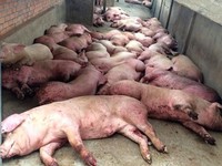 Phát hiện thêm 19 ổ dịch tả lợn châu Phi ở Bình Phước