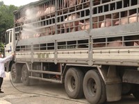 Thực hiện các biện pháp phòng chống dịch tả lợn châu Phi