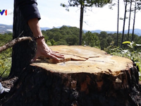 Bắt quả tang một đối tượng phá rừng thông bằng thuốc độc