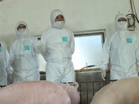 Khảo nghiệm vaccine phòng dịch tả lợn châu Phi