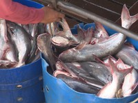 Giá cá tra xuống thấp kỷ lục