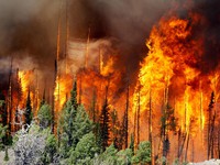 Nga tuyên bố tình trạng khẩn cấp về cháy rừng