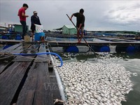 Vũng Tàu: Nghi nhà máy xả thải làm cá chết, người dân yêu cầu xét nghiệm mẫu nước