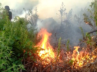 Cảnh báo nguy cơ cháy rừng tại nhiều nước ASEAN