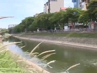 Đề xuất chi 150 tỷ đồng dẫn nước sông Hồng vào sông Tô Lịch