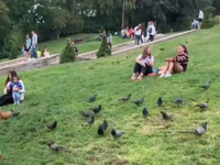 Người dân Paris 'chung sống' hòa bình với chim bồ câu