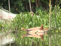 Xác lợn vứt trôi nổi trên sông: Dịch bệnh lây lan nhanh theo dòng nước
