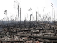 Các nước G7 sẽ hỗ trợ giải quyết cháy rừng Amazon