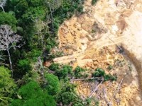 Chính sách của Brazil dẫn đến sự tàn phá rừng Amazon như thế nào?