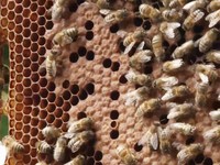 Biến đổi khí hậu tác động xấu tới nghề nuôi ong châu Âu