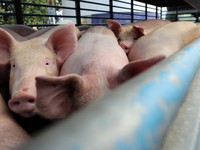 Philippines phát hiện trường hợp nhiễm virus tả lợn châu Phi