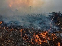 Cháy rừng Indonesia gây lo ngại gia tăng nhiệt độ toàn cầu