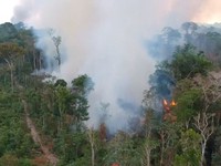 Hợp tác Mỹ - Brazil về bảo tồn rừng Amazon