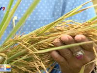 Triển vọng phát triển gạo hữu cơ có giá trị cao
