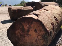 Báo động tình trạng khai thác gỗ trái phép tại rừng đặc dụng Tà Xùa