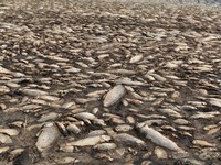 Biến đổi khí hậu: Cá chết hàng loạt tại hồ Koroneia của Hy Lạp do nhiệt độ tăng
