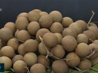 Nhiều rào cản xuất khẩu với trái cây nhiệt đới Việt