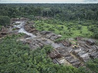Cộng đồng quốc tế cam kết bảo vệ rừng nhiệt đới