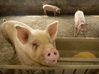 Thái Lan báo động dịch tả lợn châu Phi tại 24 tỉnh thành
