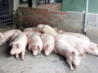 Ninh Thuận công bố dịch tả lợn châu Phi