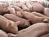 Đồng Nai: Giá lợn hơi tăng mạnh
