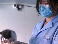 Bùng nổ dịch vụ nhân bản thú cưng tại Trung Quốc