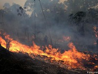 Các nước nỗ lực đối phó với cháy rừng Amazon