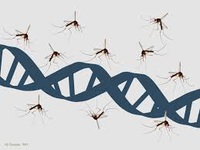 Công nghệ chỉnh sửa gien loài muỗi tạo đột phá trong ngăn ngừa sốt xuất huyết