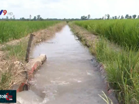 300.000ha lúa Đông Xuân ở ĐBSCL an toàn trước hạn mặn