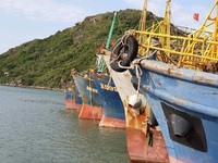 Kiểm tra phản ánh chậm bán bảo hiểm tàu cá