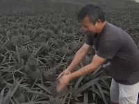 Nông dân Philippines trắng tay vì tro bụi núi lửa