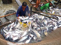 Cần xây dựng thương hiệu cá tra Việt