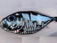 Giật mình chú cá giống hệt tranh của Picasso