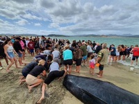 Hơn 1.000 người tham gia giải cứu đàn cá voi mắc cạn trên bờ biển New Zealand
