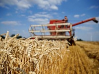 Trung Quốc hạn chế cây trồng không phải ngũ cốc để đảm bảo an ninh lương thực
