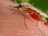 WHO cảnh báo dịch COVID-19 làm gia tăng số ca tử vong vì sốt rét