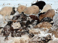 Giá lạnh bất thường đe dọa ngành chăn nuôi Mông Cổ