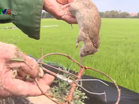 Nông dân ra đồng diệt chuột gây hại lúa Đông Xuân