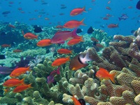 Các rạn san hô có thể biến mất trong 20 năm tới