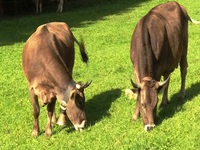 Thụy Sĩ phát hiện trường hợp bò điên đầu tiên từ năm 2012