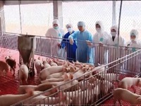 Nỗ lực giảm giá thịt lợn xuống ngưỡng 70.000 đồng/kg